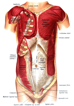 Pectoralis major - Wikipedia