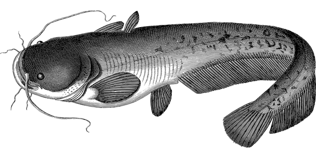 drawing of a catfish in greyscale