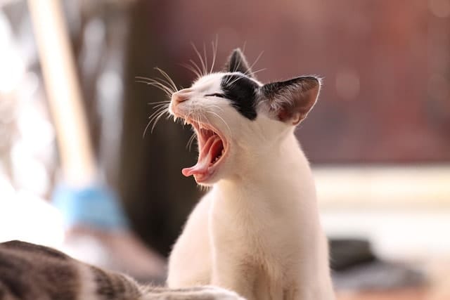 yawning cat - bored