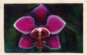 Orchid painting by Carla Nunez, intersex and intersex activist.